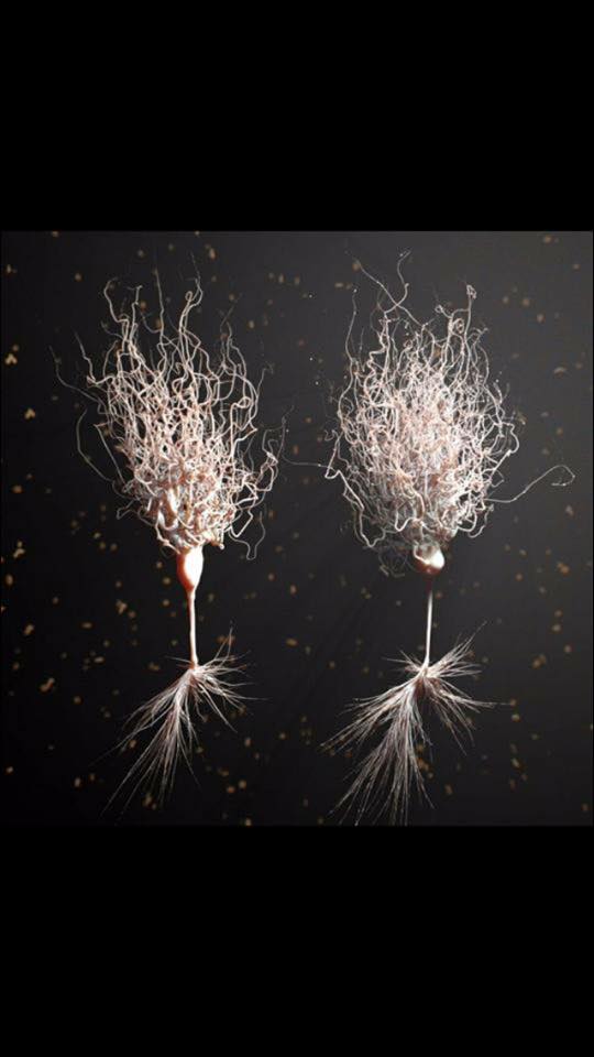 Neuronas en 3D